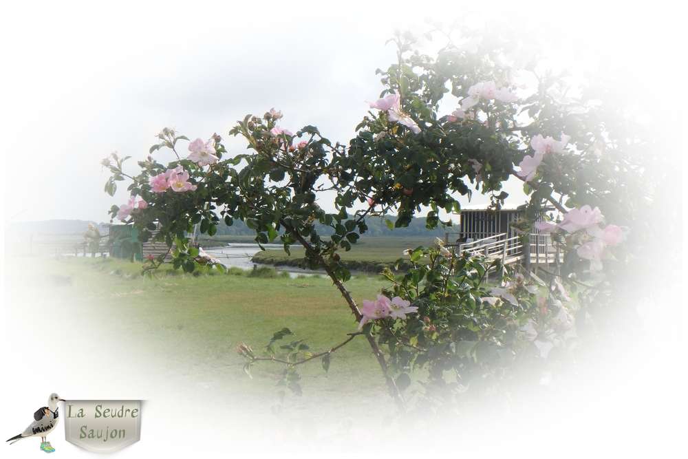 la  Seudre...