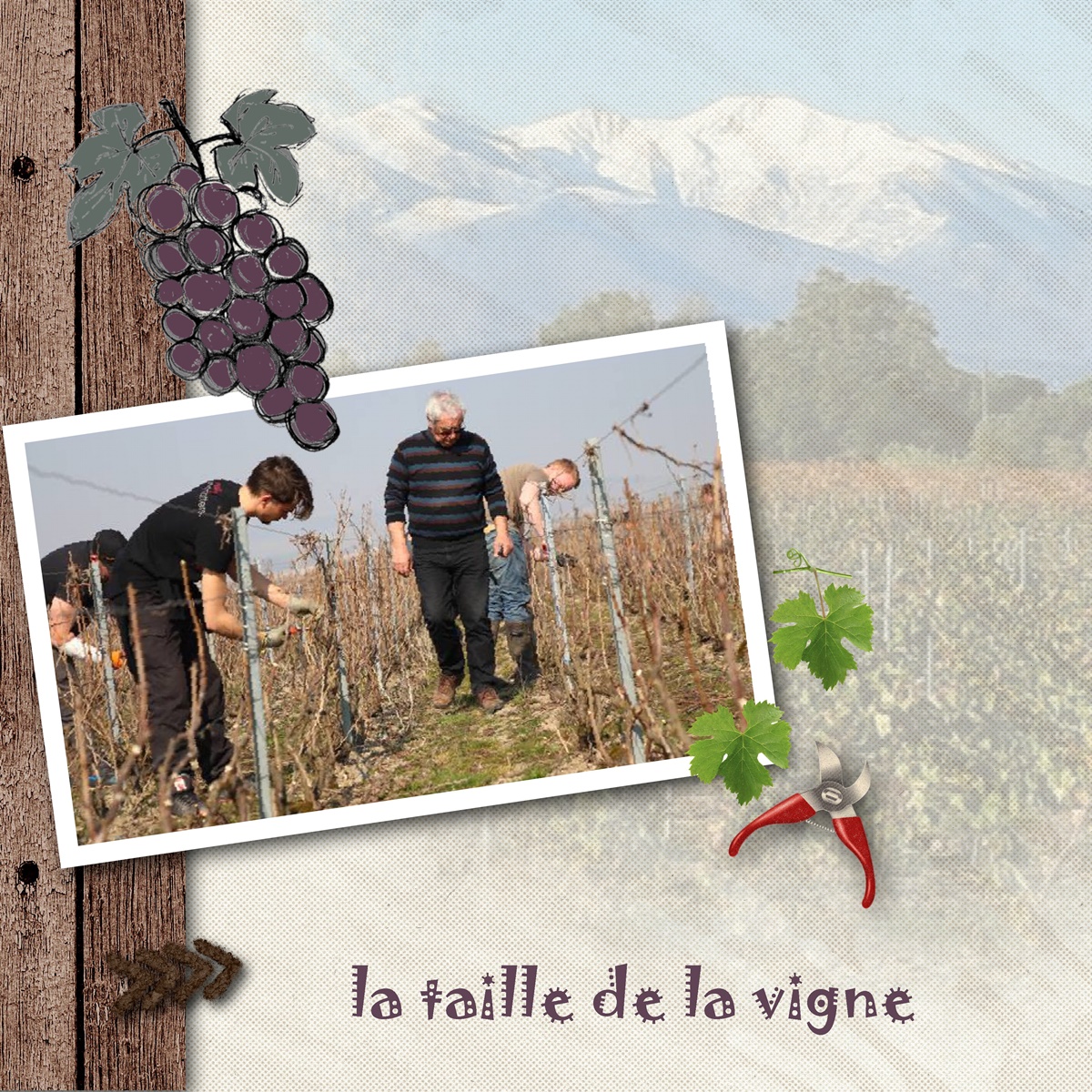 la taille de la vigne .jpg