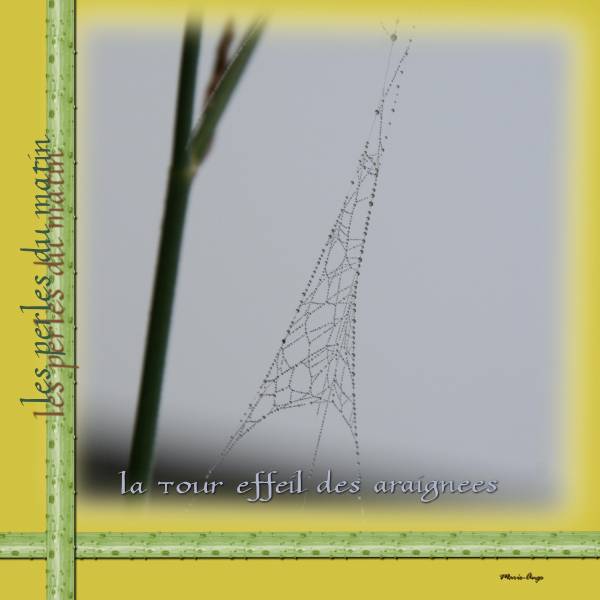 la tour effeil des araignées