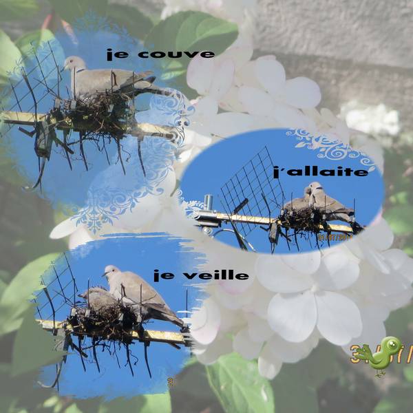 la tourterelle de ma voisine