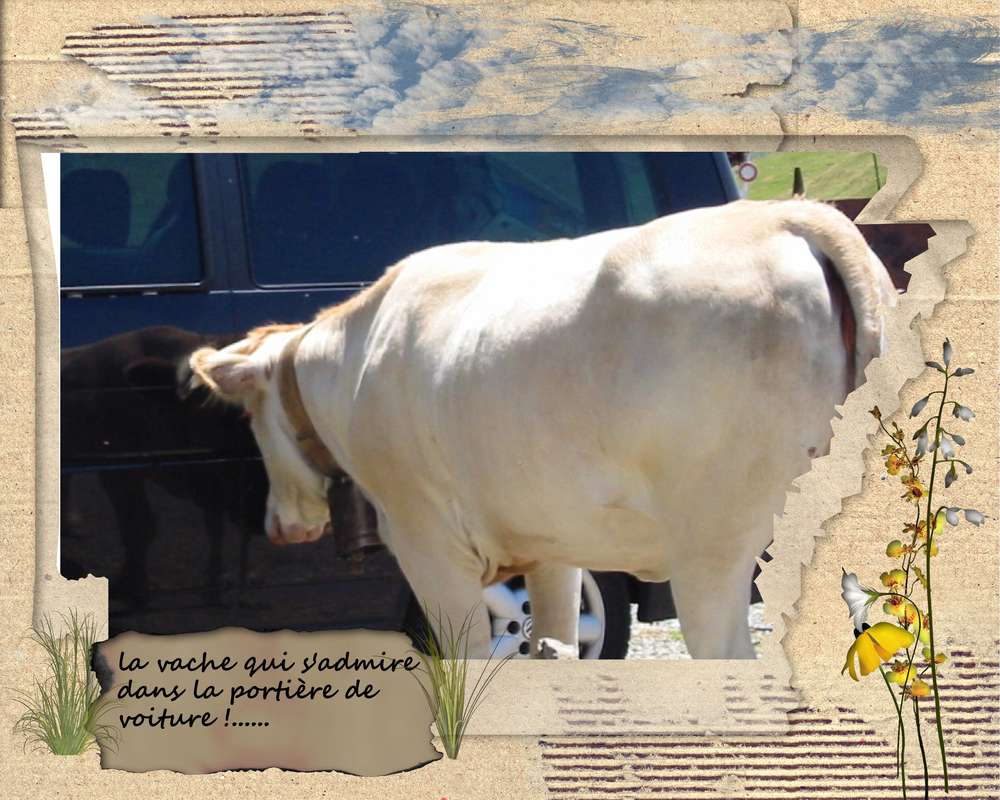 la vache qui s'admire......