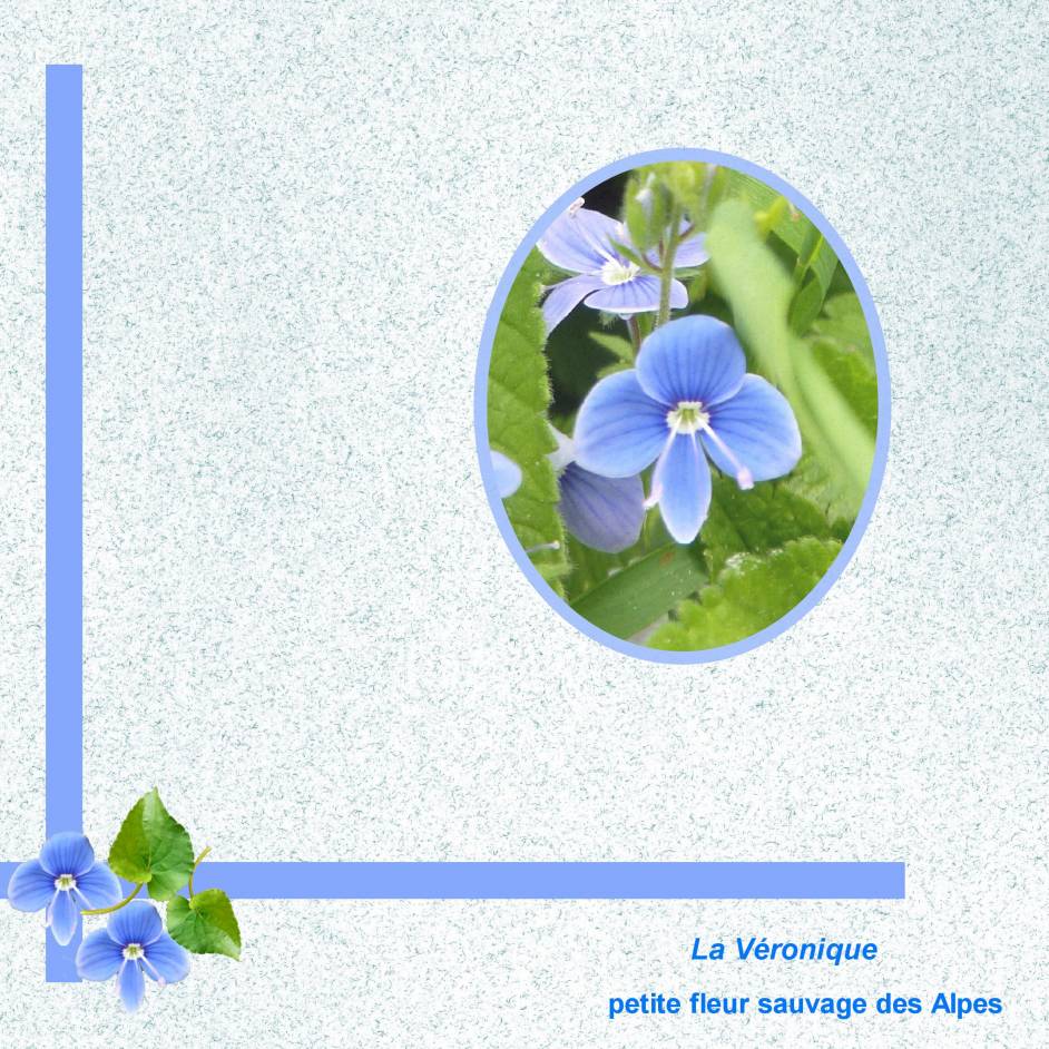 La Véronique des Apes