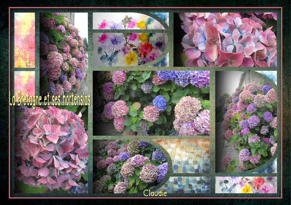 La_Bretagne_et_ses_beaux_hortensias