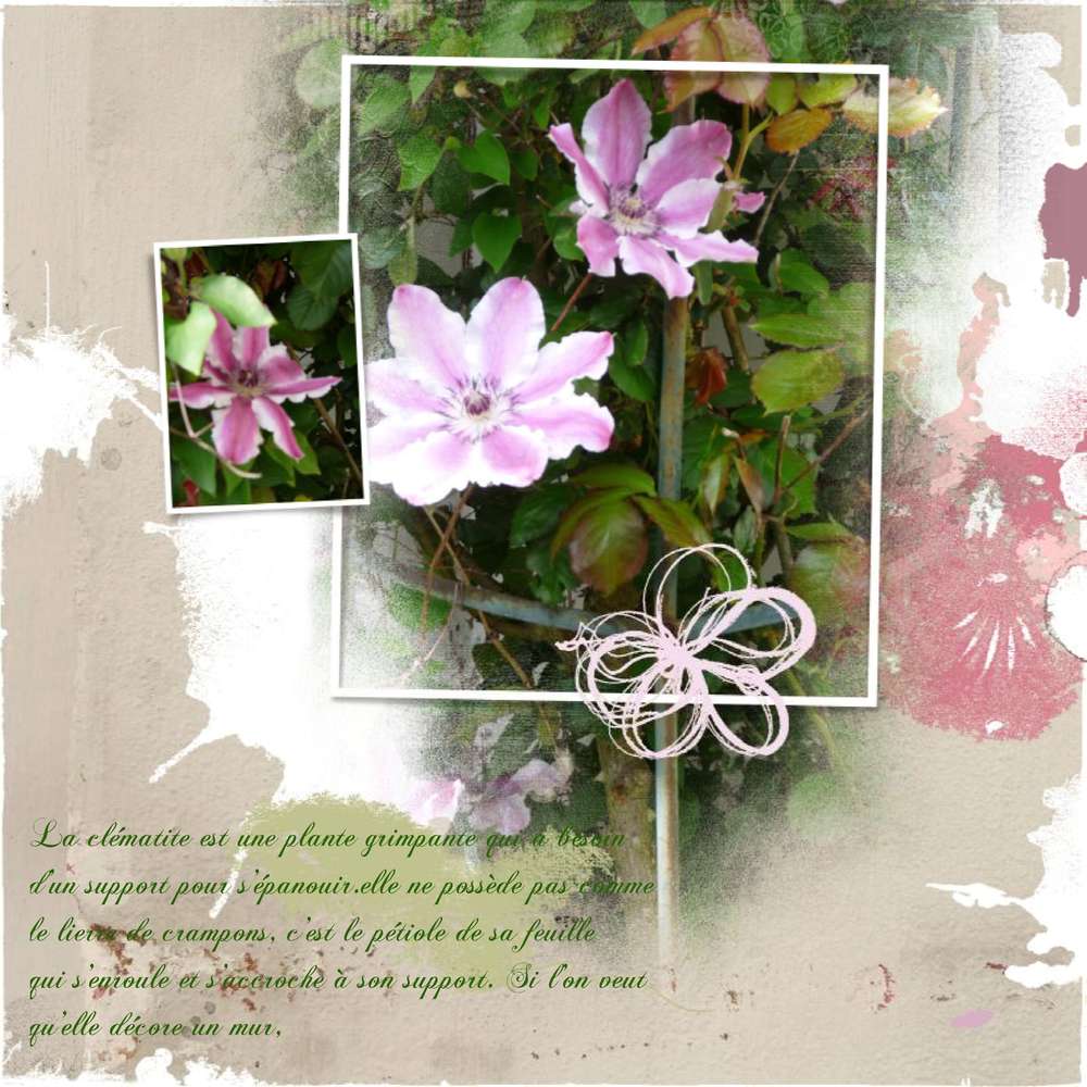 La_clématite_dans_mon_rosier