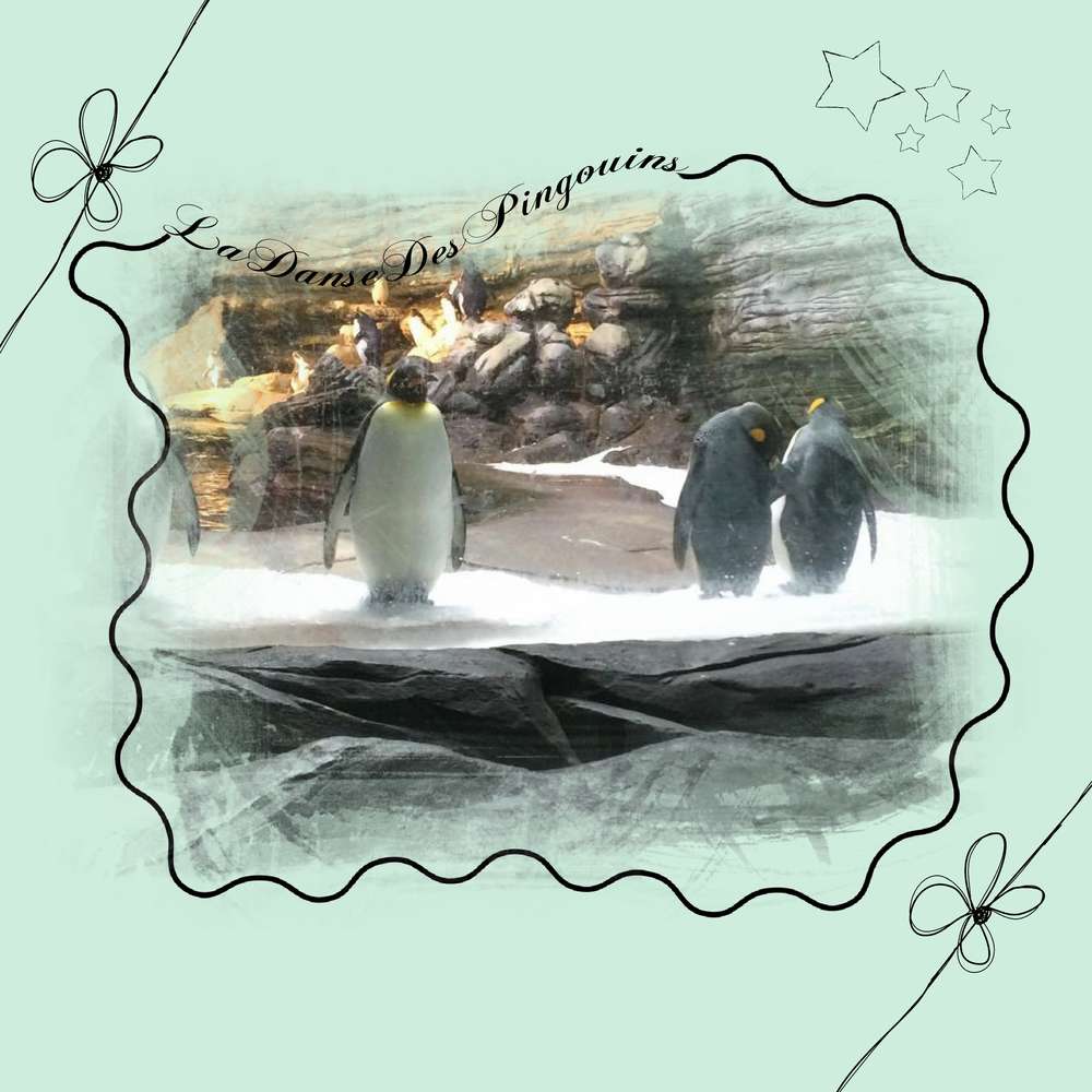 la_danse_des_pingouins