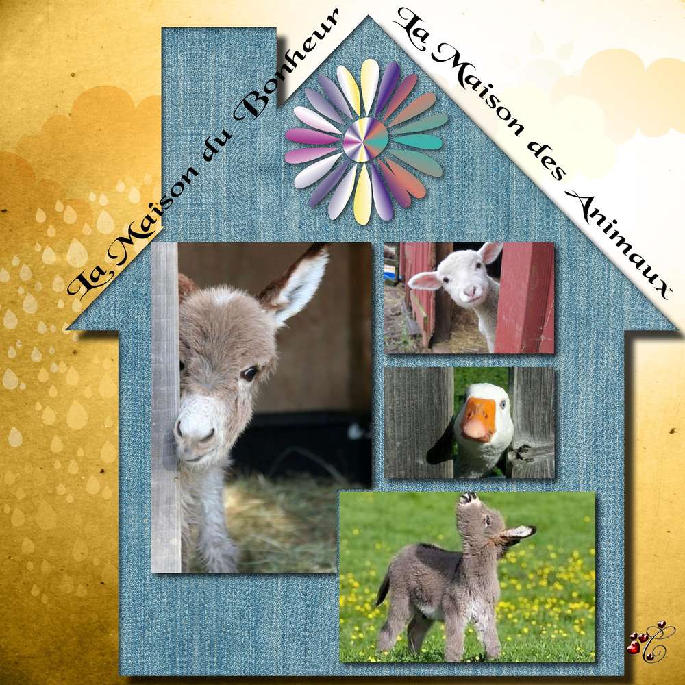 la_maison_du_bonheur_pele_mele