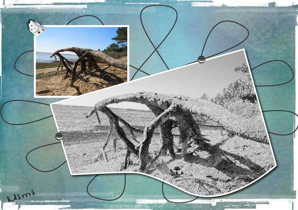 La_Palmyre-arbre_mort