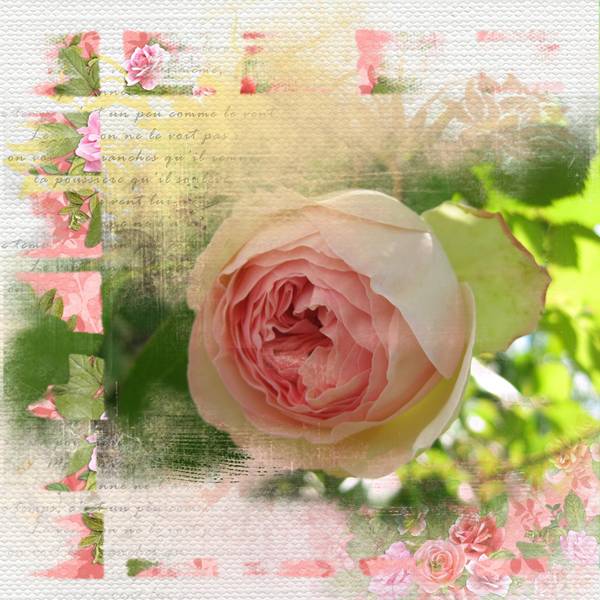 La_rose_Pierre_de_Ronsard1