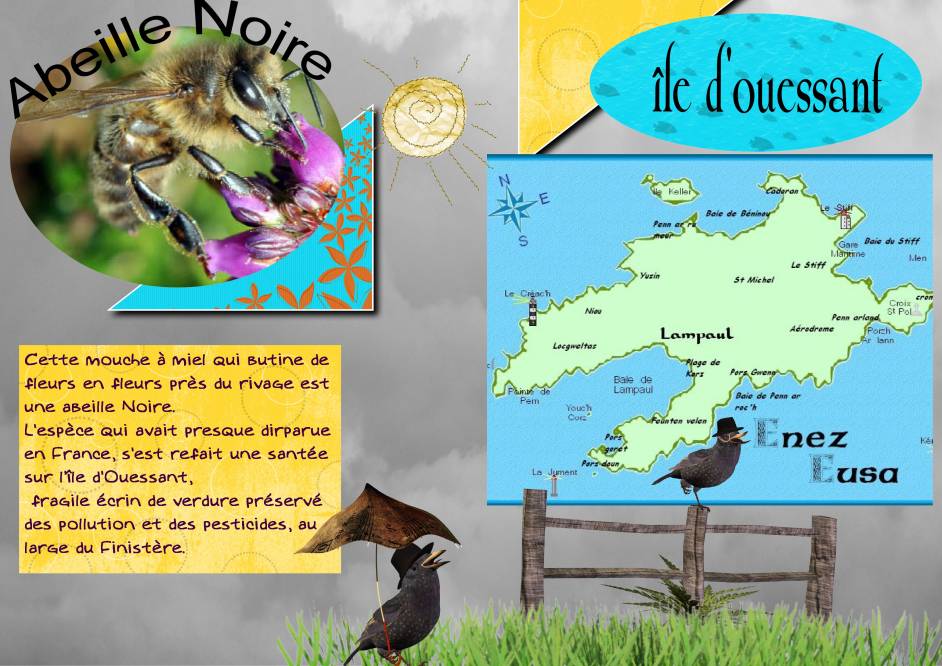 l'abeille noire d'ouessant