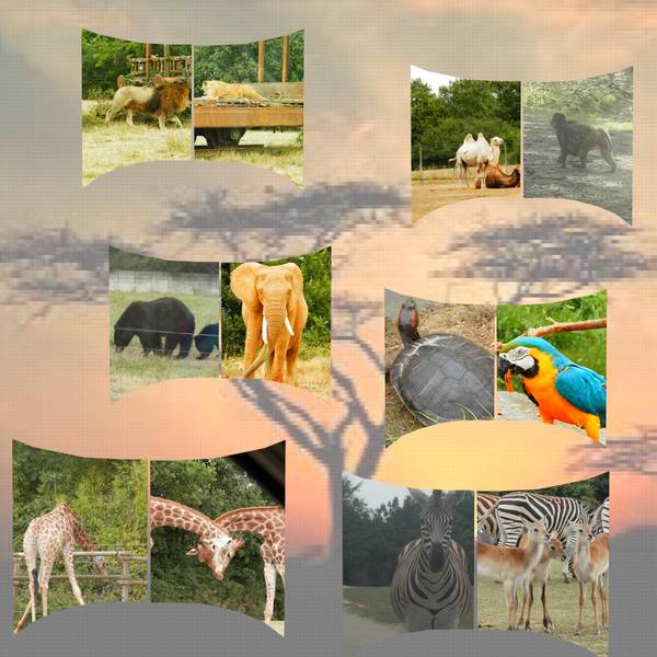 l'afrique au safari parc