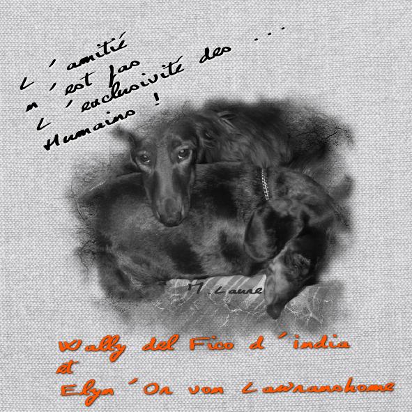 L'amitié n'es pas l'exclusivité des ...Humains