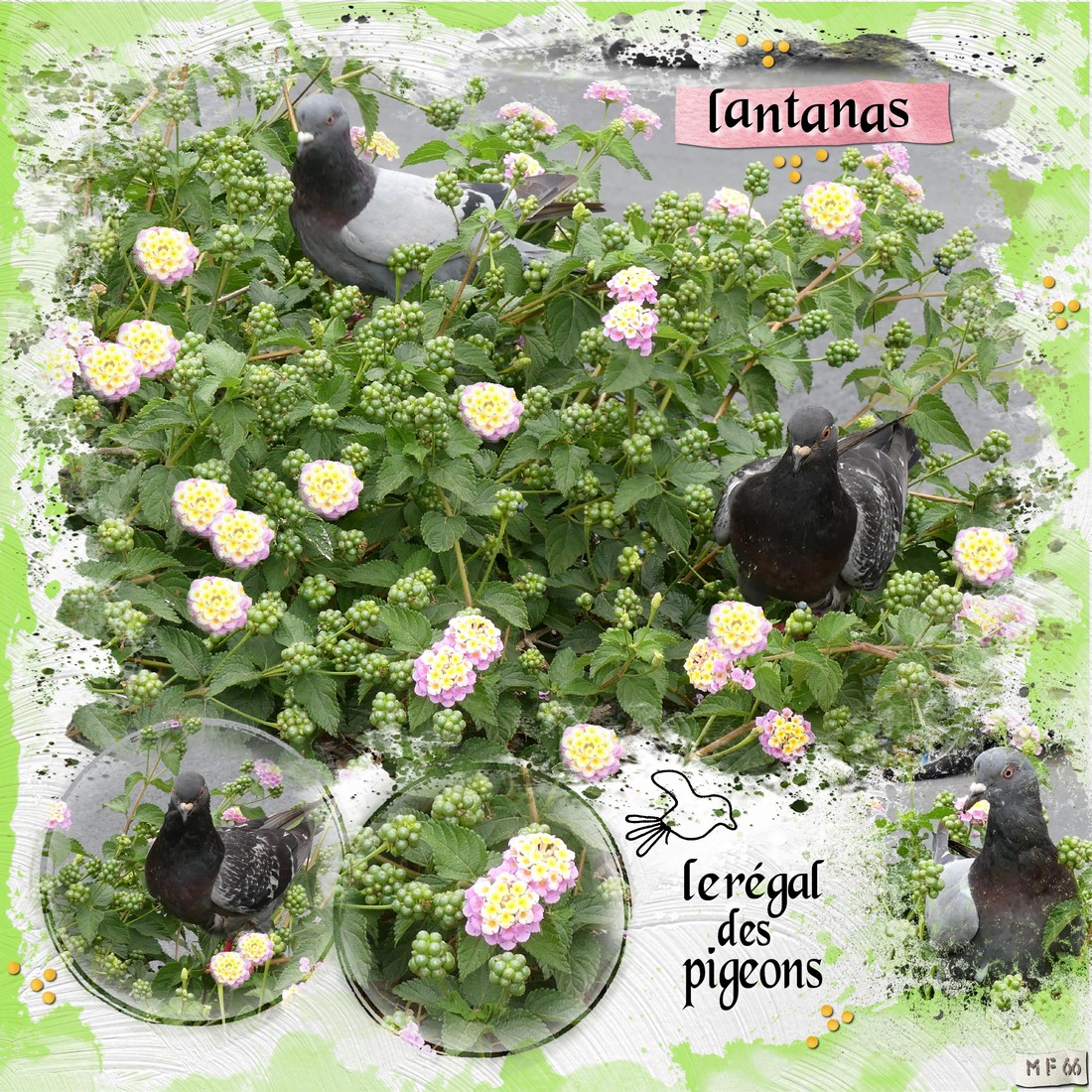 lantanas et les pigeons port vendres de bon matin.jpg