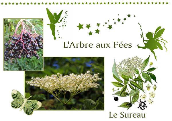 L'ARBRE AUX FEES - LE SUREAU