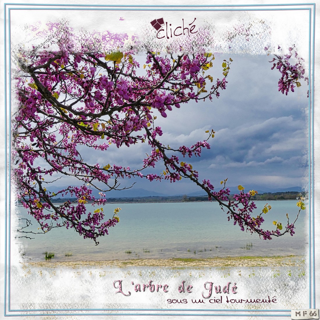 l'arbre de Judé.jpg