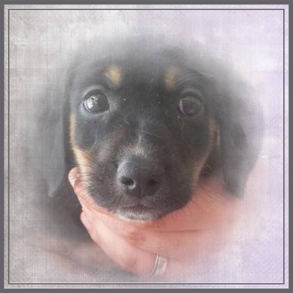 L'ARRIVEE D'IZNOGOUD