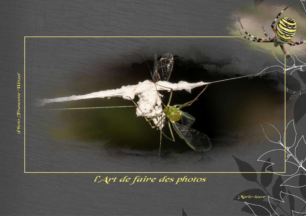 L'Art de faire des photos