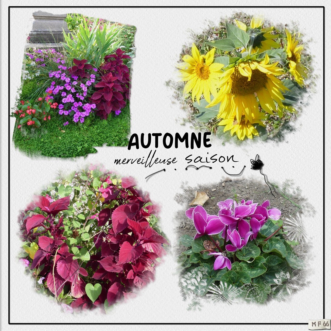 l'automne en Auvergne octobre 2023.jpg