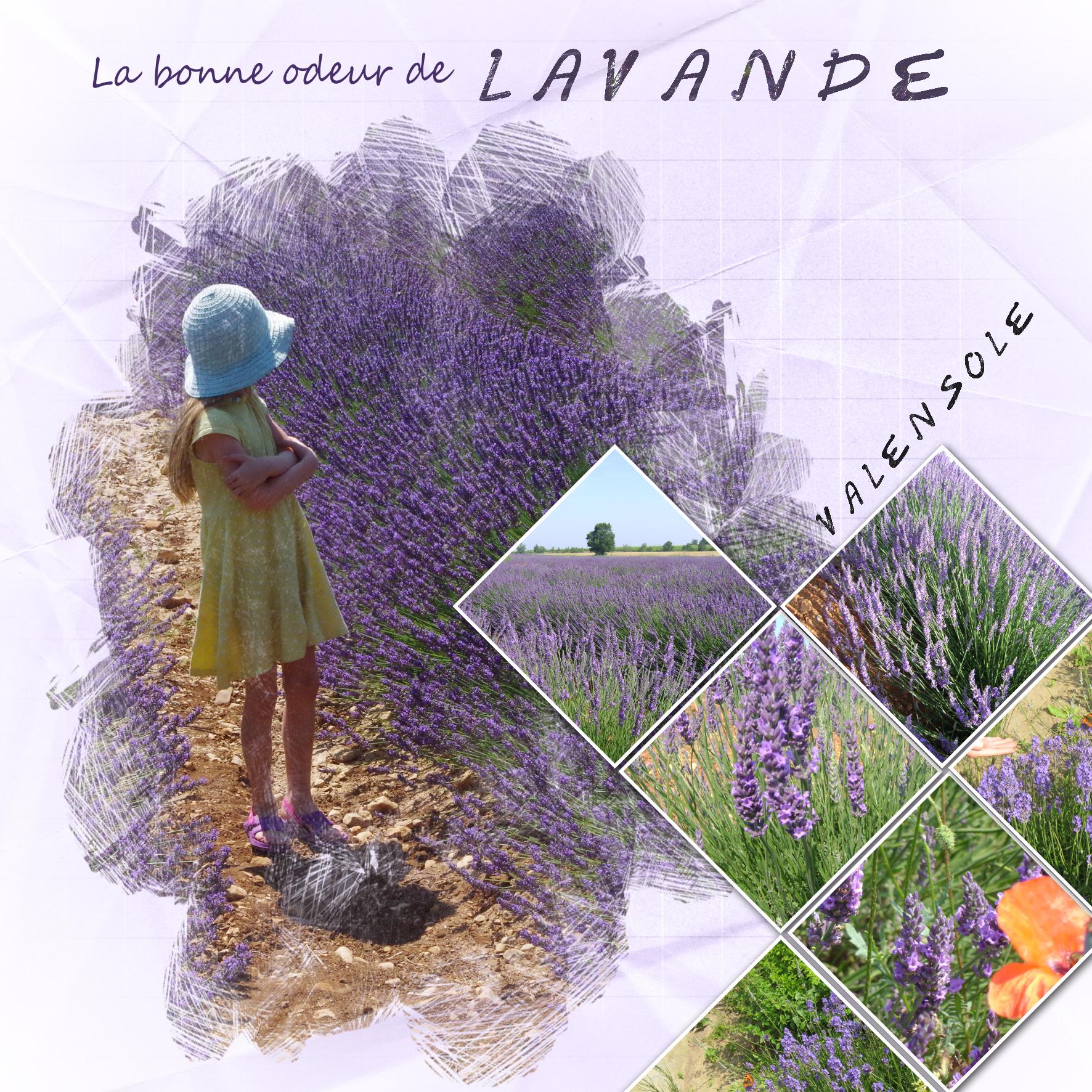 lavande.jpg