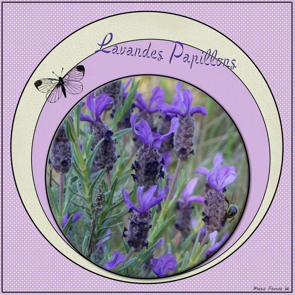 LAVANDES PAPILLONS