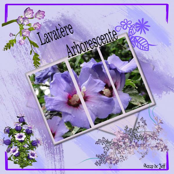 Lavatère arborescente.