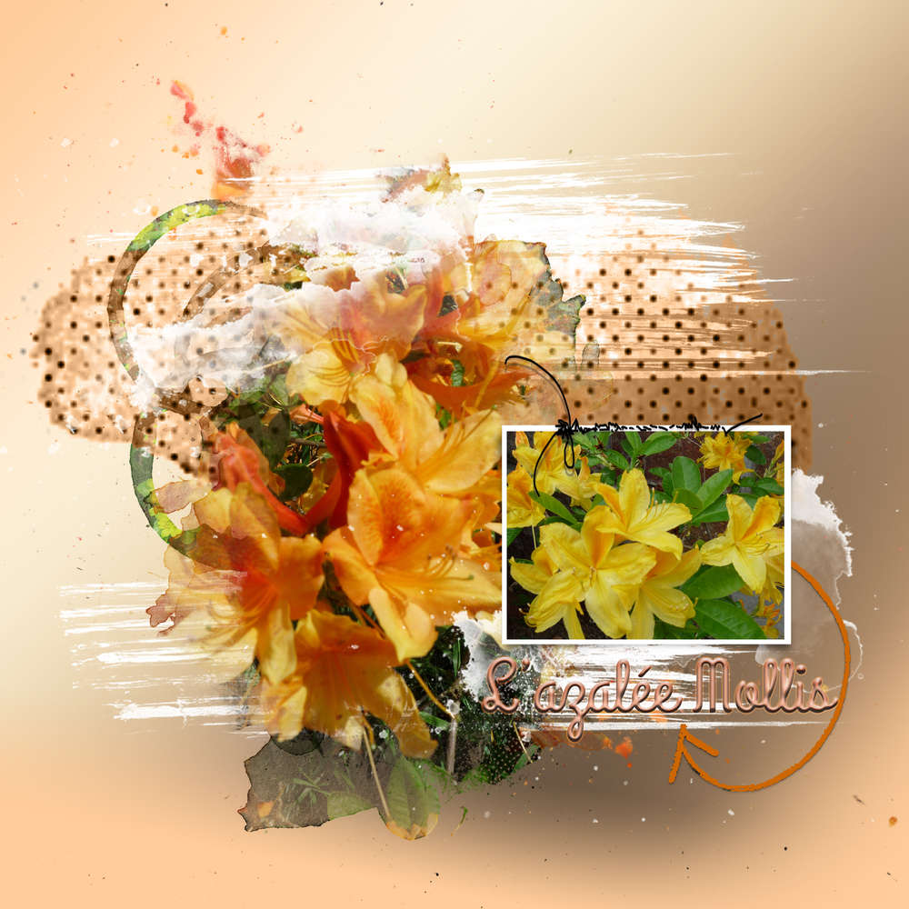 L'azalée_Mollis... de mon jardin