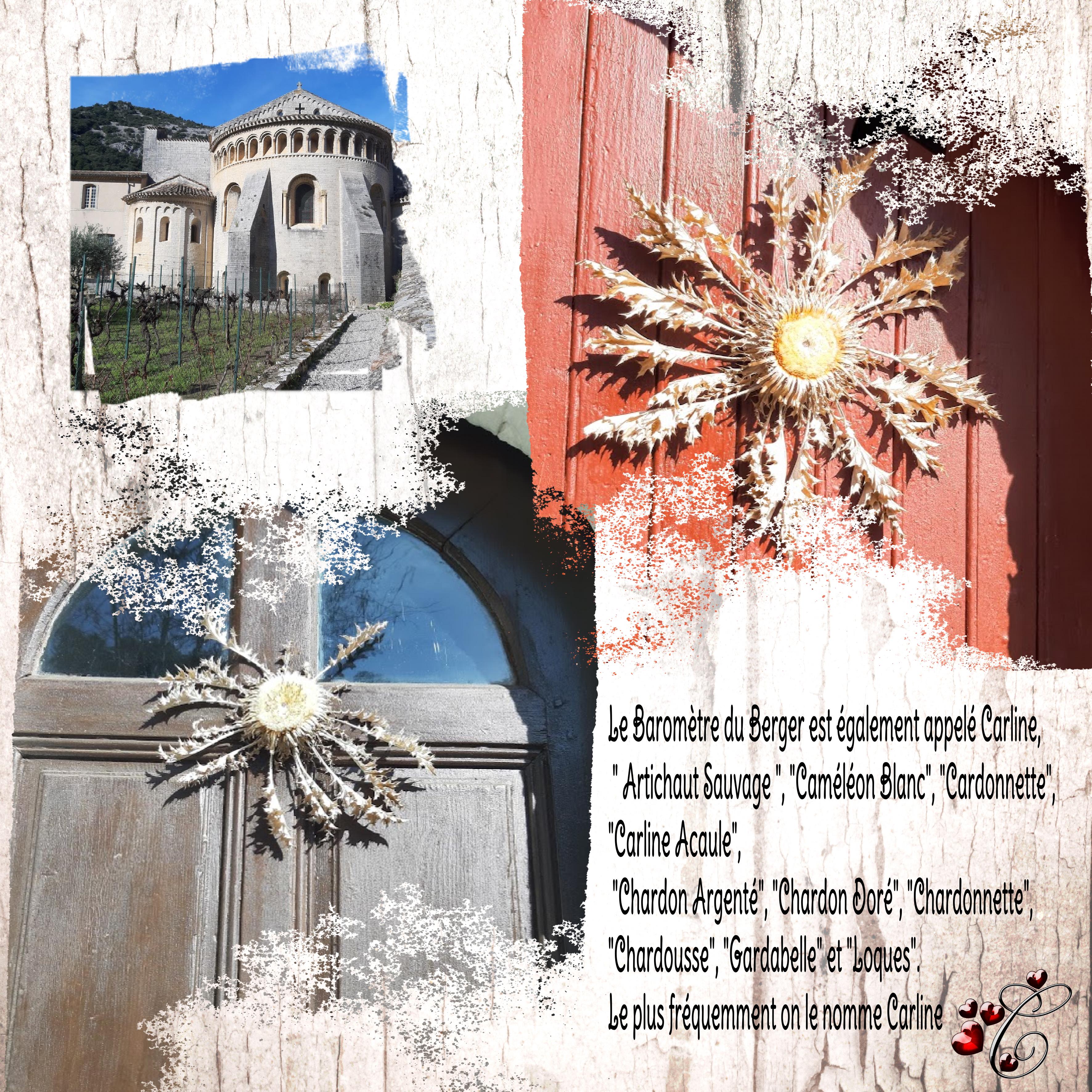 le baromètre du berger sur les vieilles portes