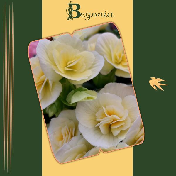 Le begonia