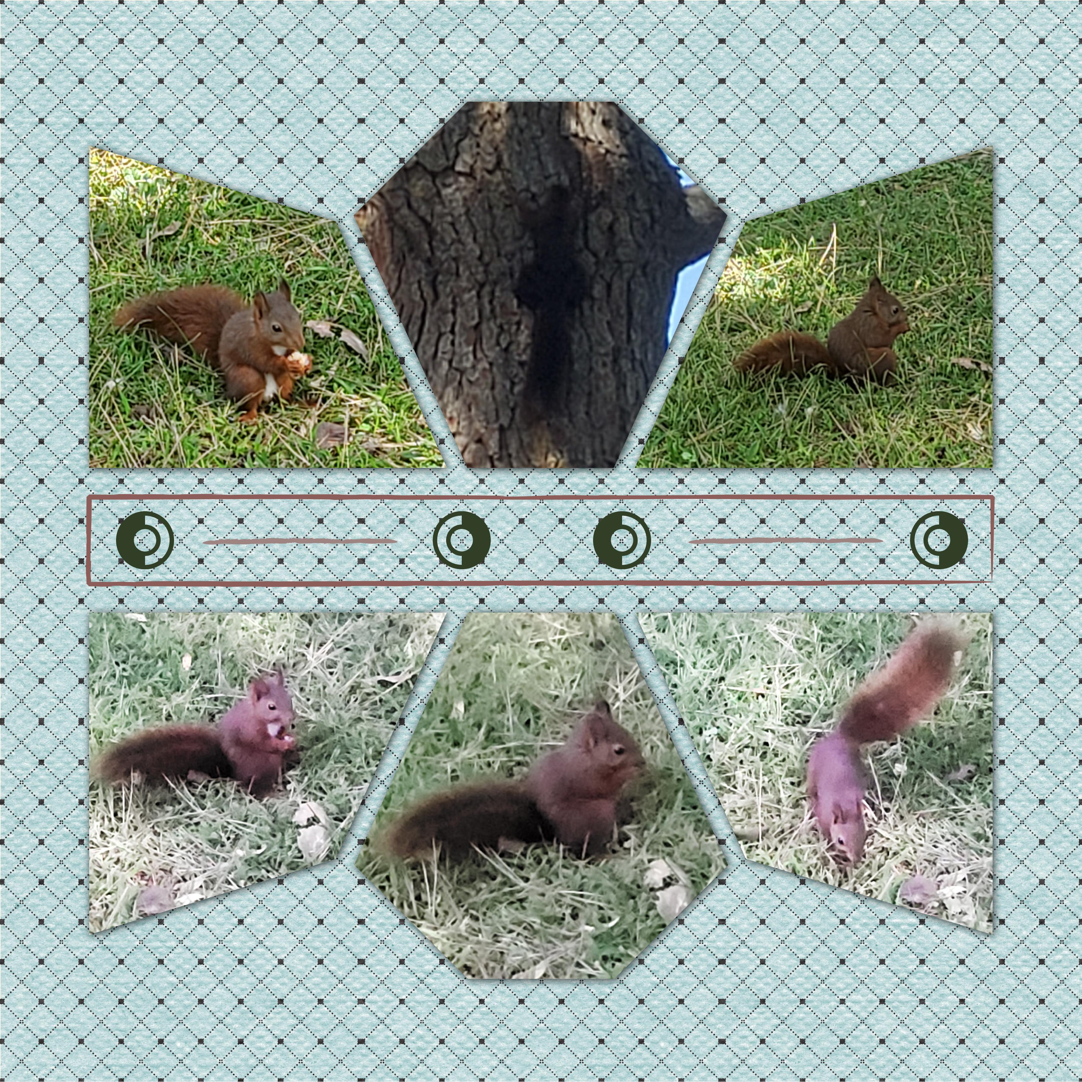 Le Brasilia (page 1).jpg