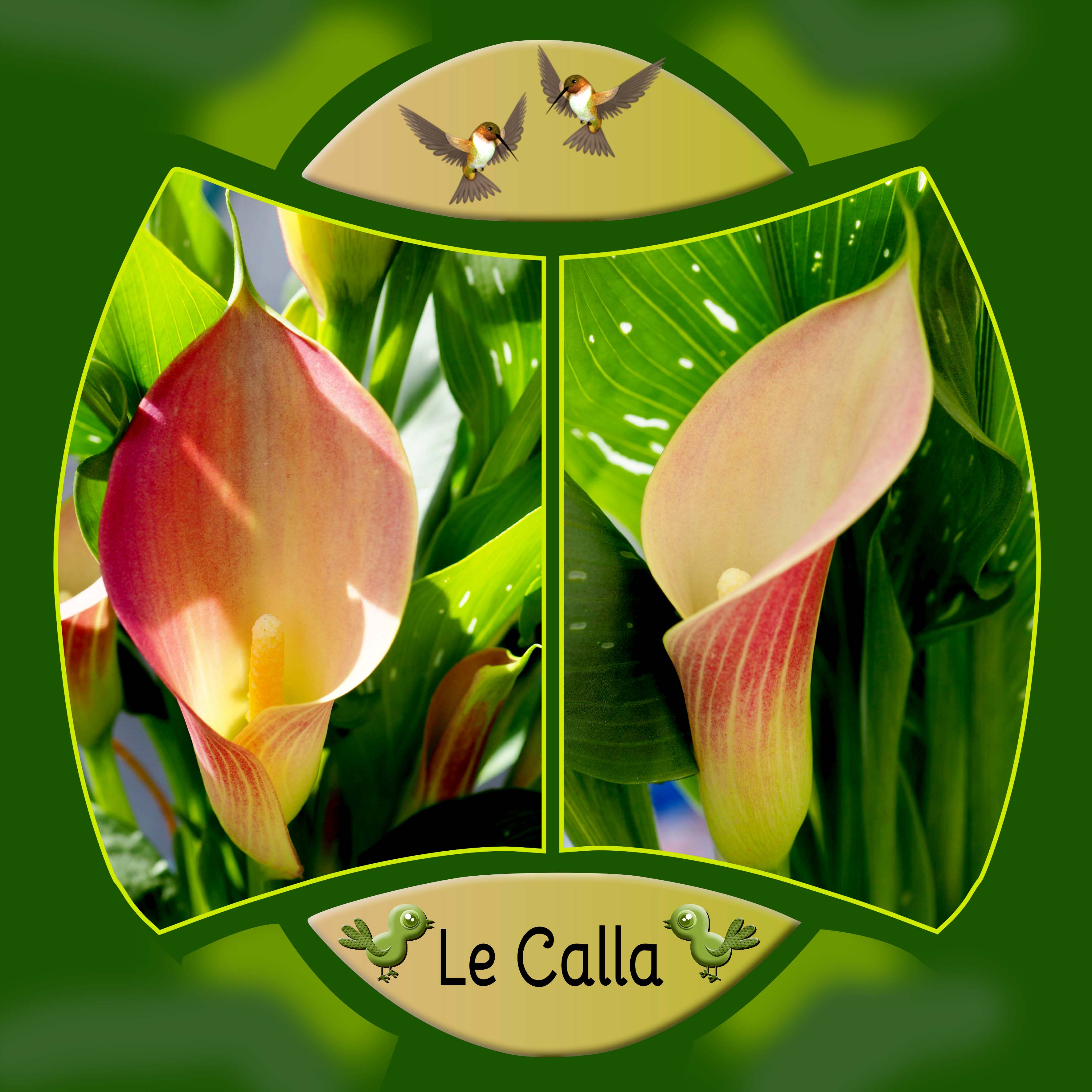 Le Calla.jpg