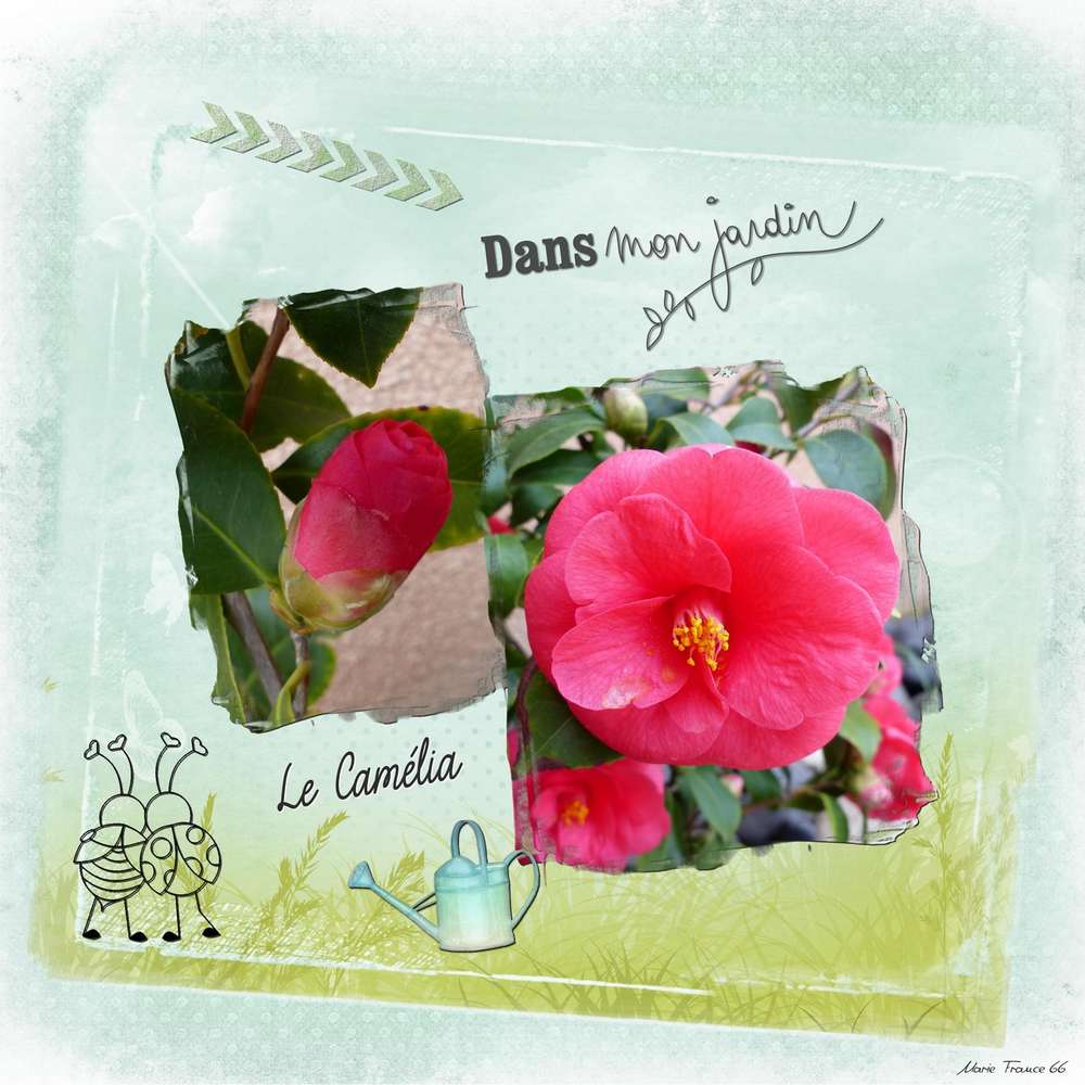 LE CAMELIA AU JARDIN EN FEVRIER 2020