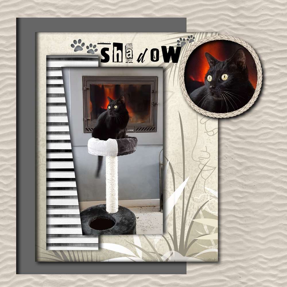 Le chat au coin du feu