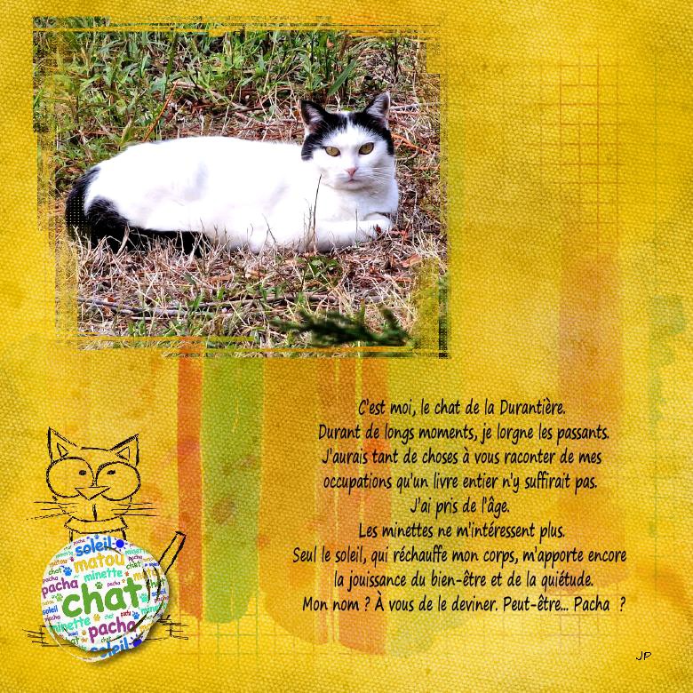 le chat de la durantière.jpg