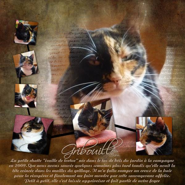 Le chat Gribouille