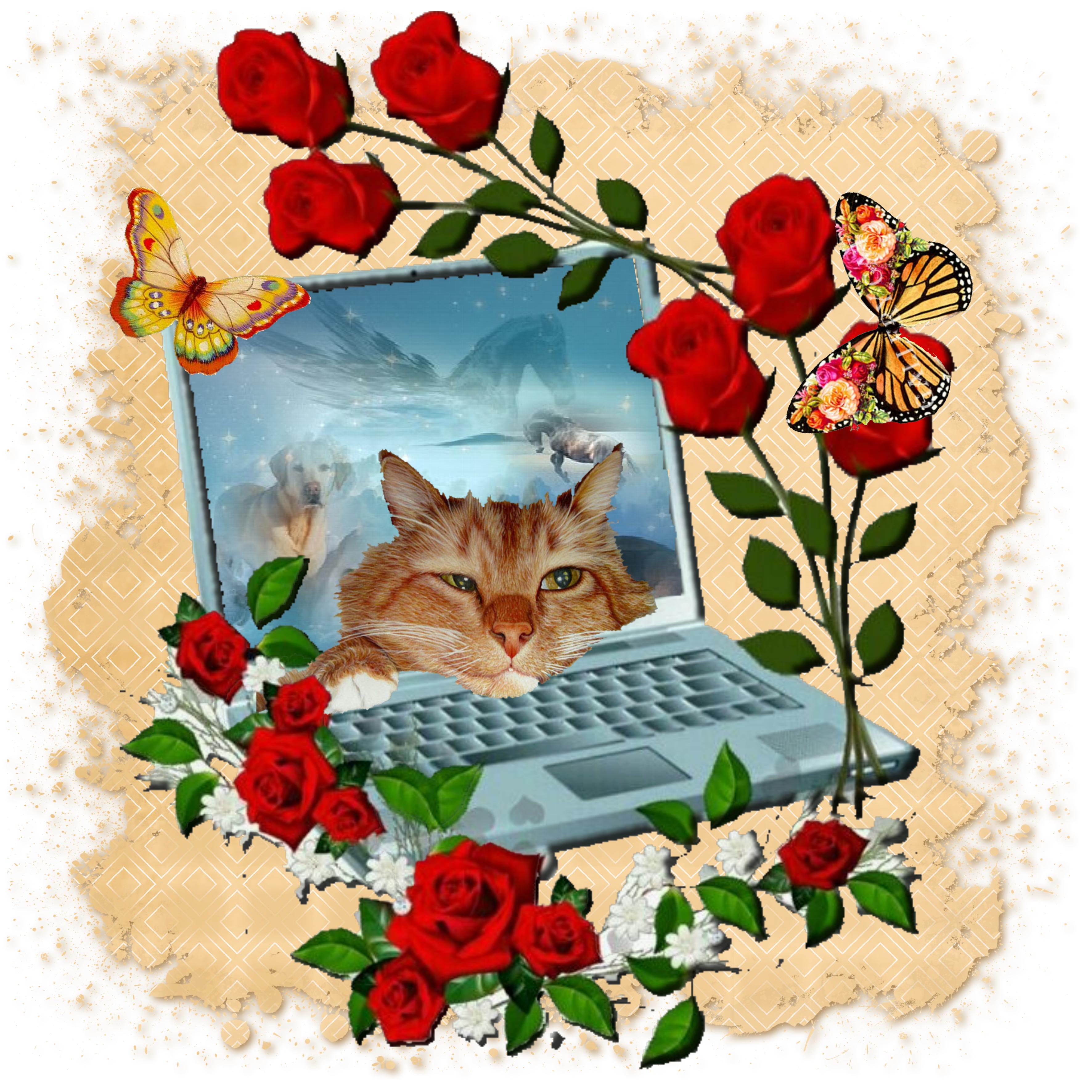le chat internaute.jpg