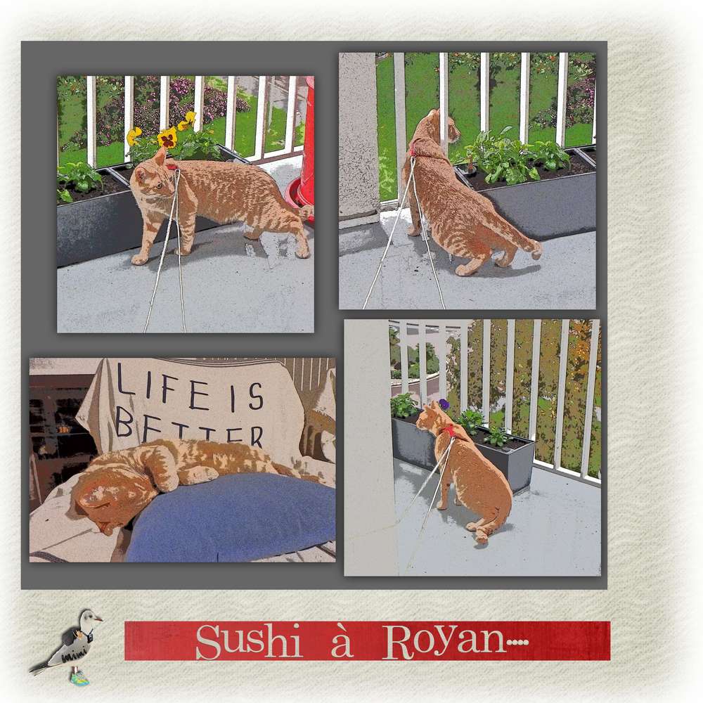 le chat lozérien .........