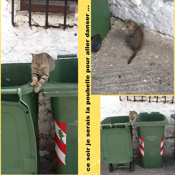 le chat