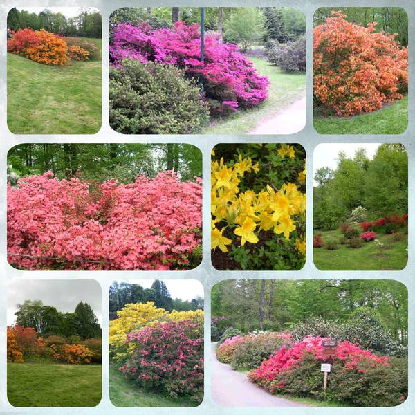 le château de trévarez  les azalées