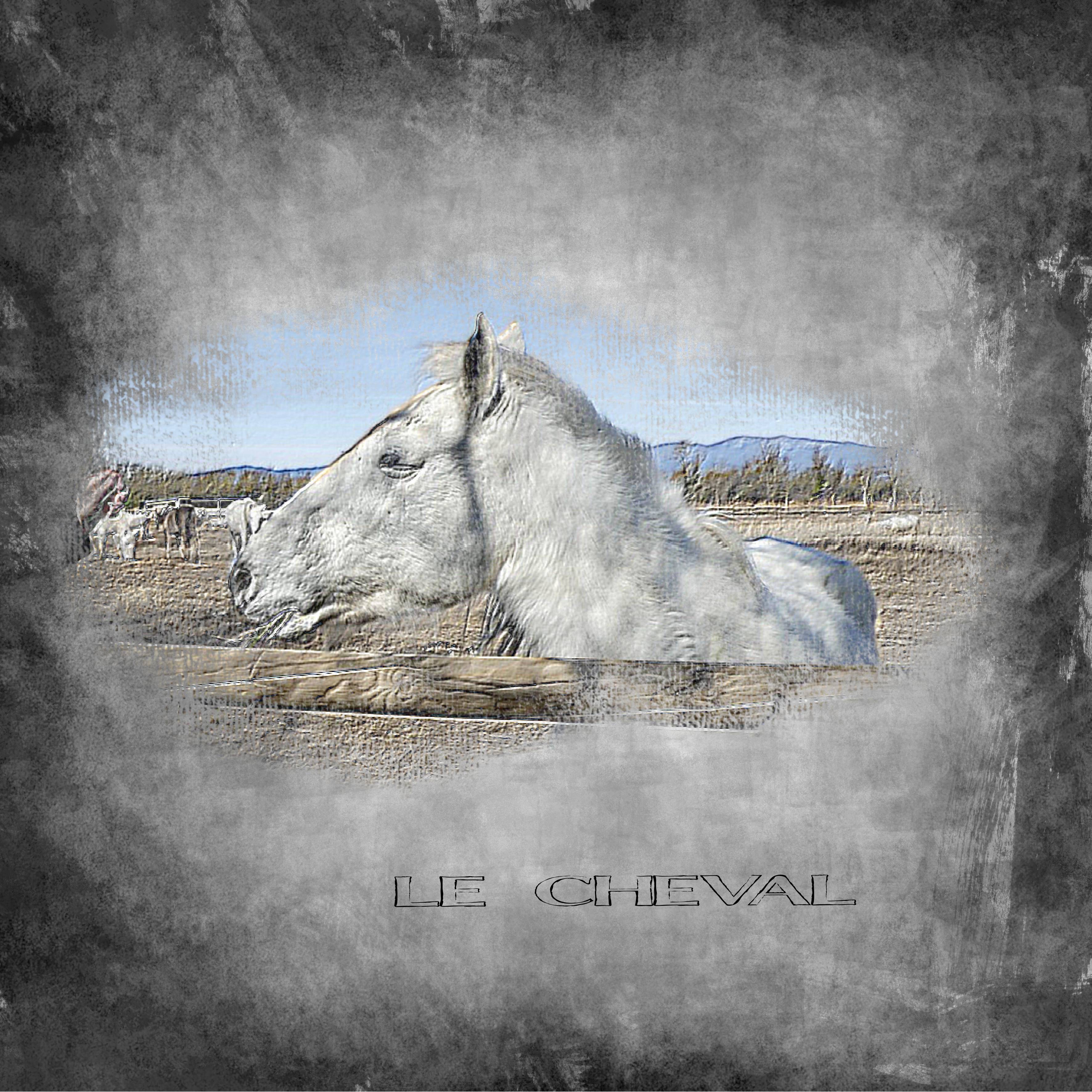 le cheval l'ami de l'homme.jpg