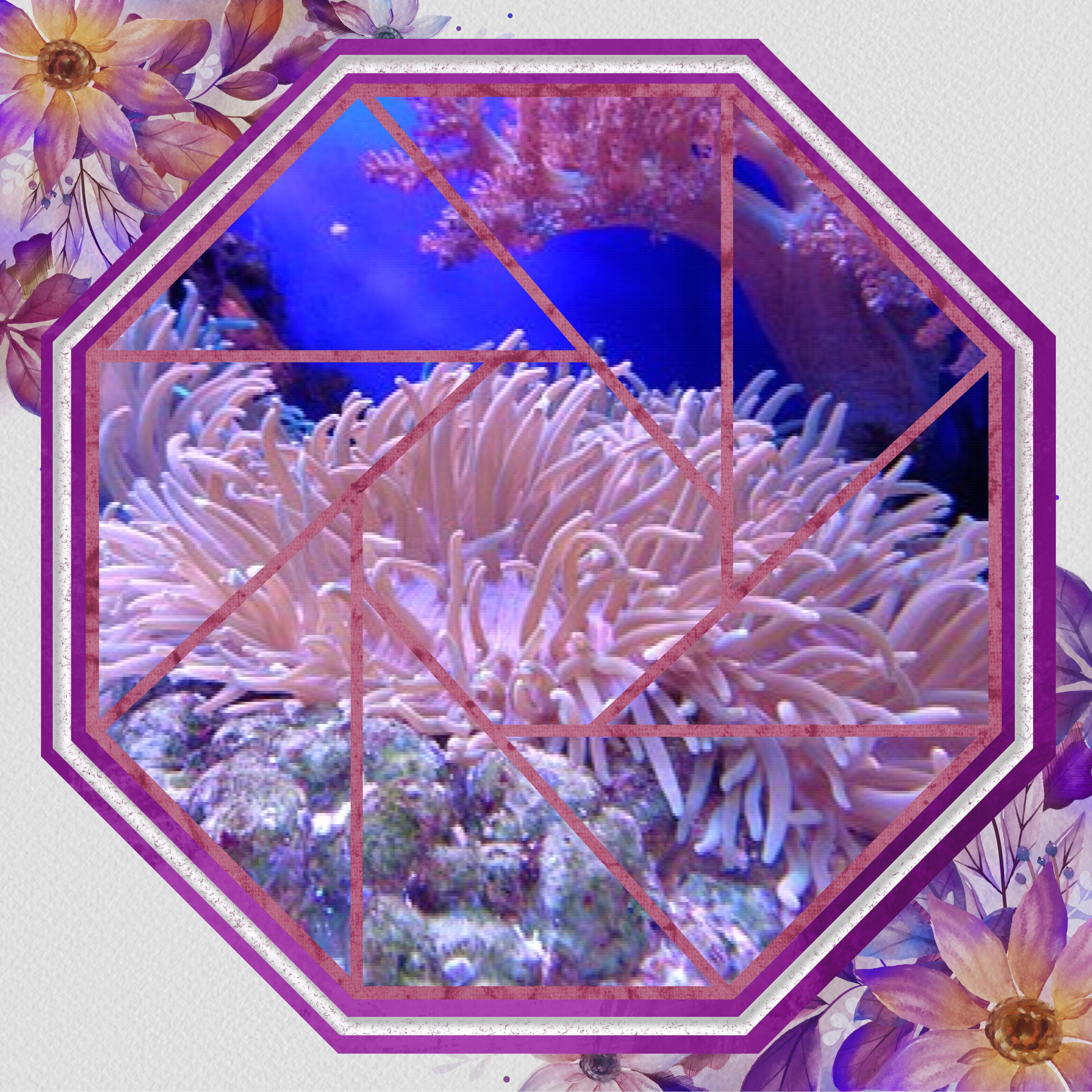 le corail.jpg