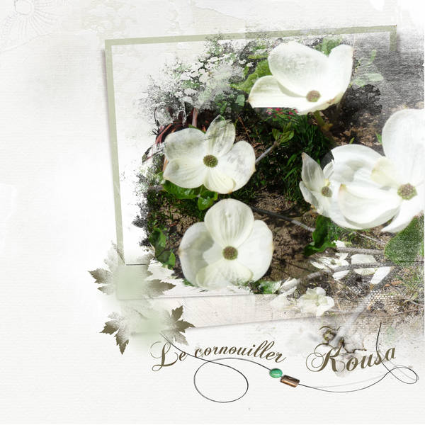 Le cornouiller Kousa... de mon jardin.