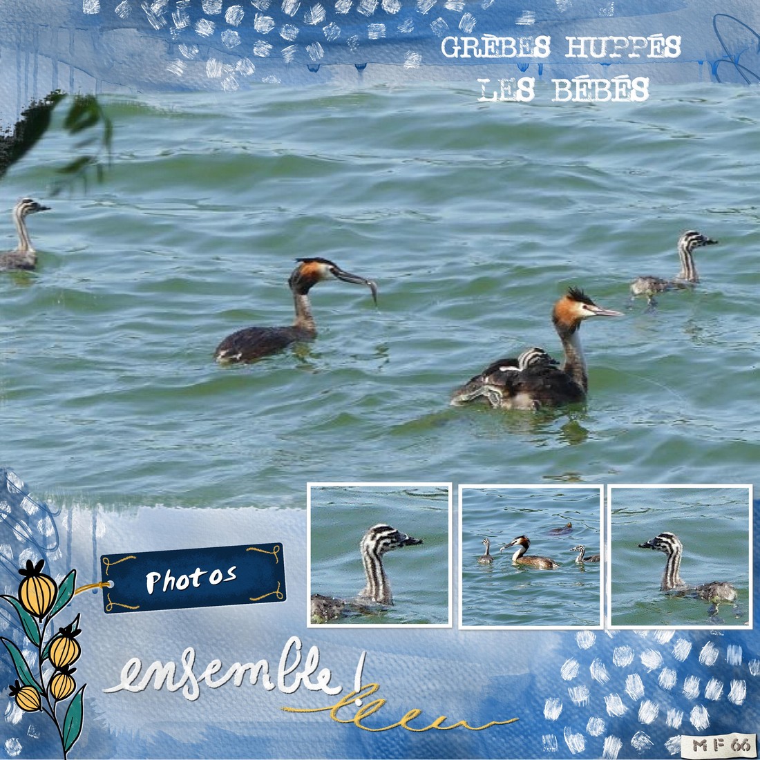 le couple de  grèbes huppés et les bébés 3.06.22.jpg