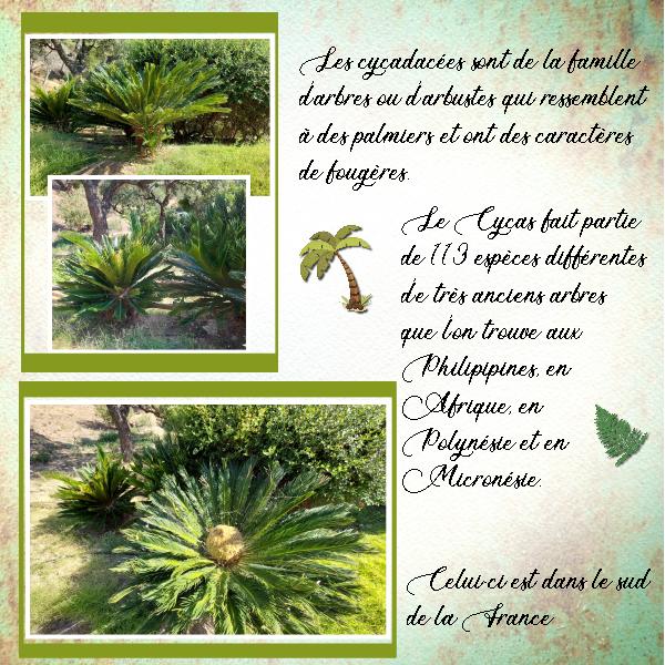 LE CYCAS en France