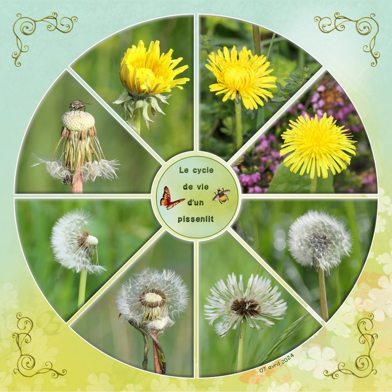 Le cycle de vie d'un pissenlit