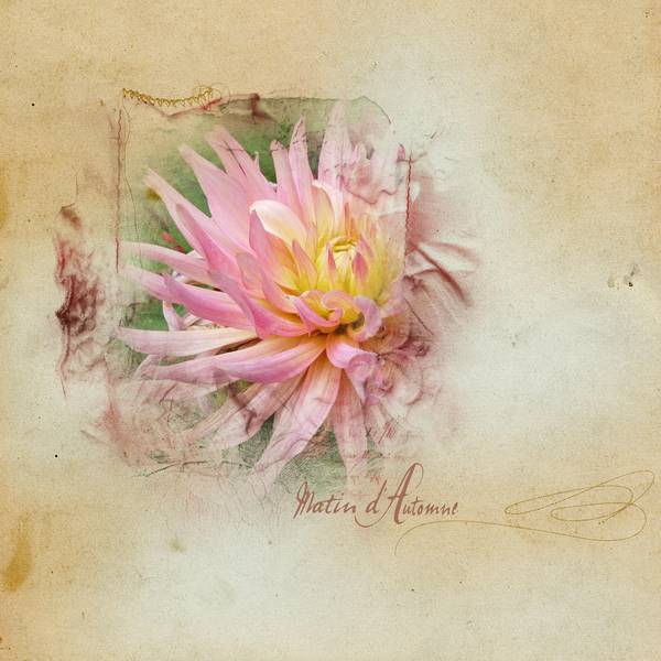 Le dahlia rose...
