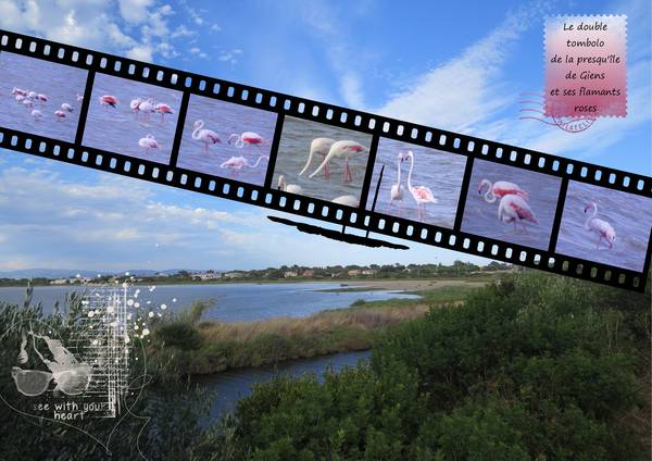 Le double tombolo de Giens et ses flamants roses