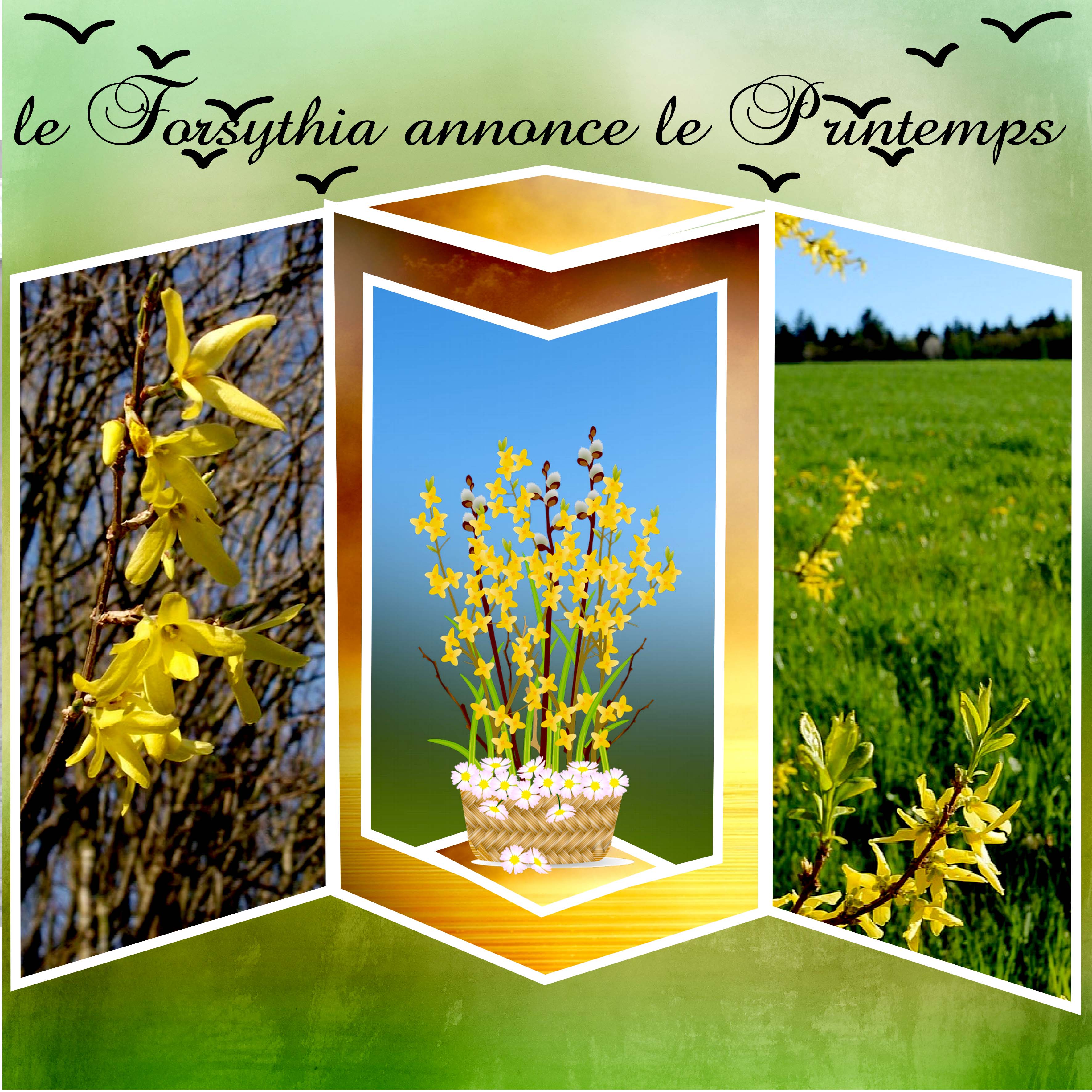 Le Forsythia