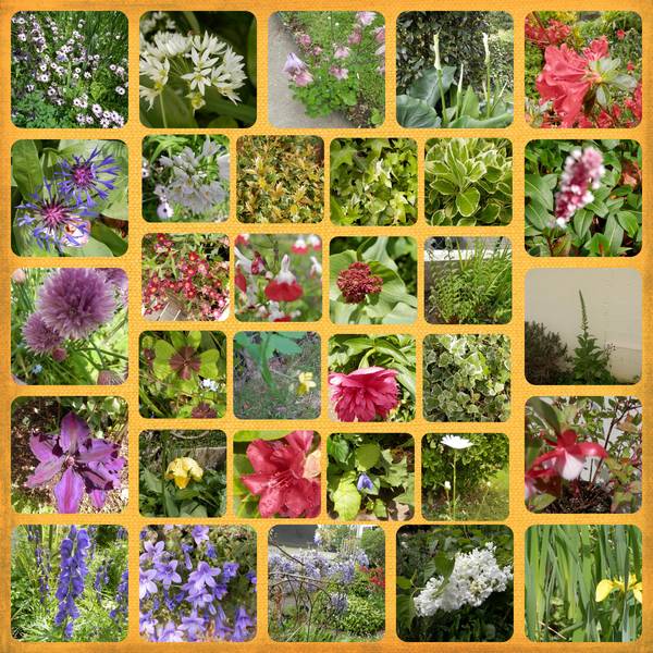 le fouillis de mon jardin