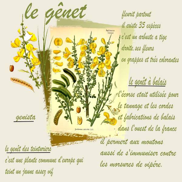 le genêt ..defi max plantes