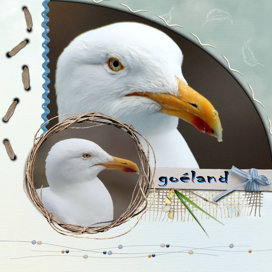 le goéland