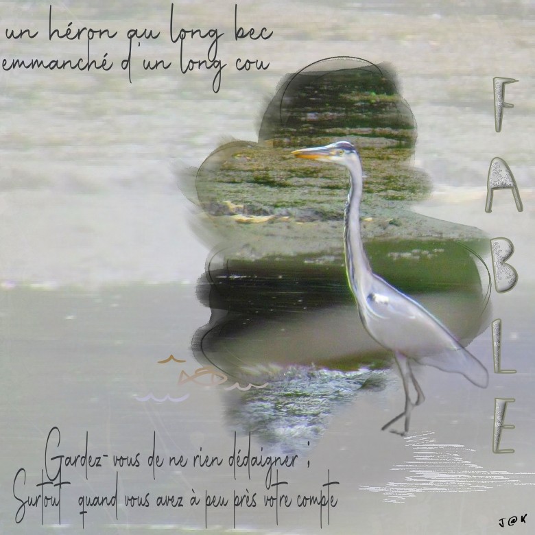 le heron au long bec.jpg